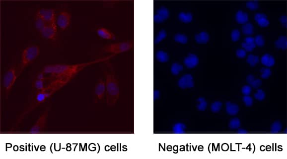 G‑CSF was detected in immersion fixed U‑87 MG human glioblastoma/astrocytoma cell line (Positive) & absent in MOLT‑4 human acute lymphoblastic leukemia cell line (Negative) using Mouse Anti-Human G‑CSF Monoclonal Antibody (Catalog # MAB2141) at 8 &micro;g/mL for 3 hours at room temperature. Cells were stained using the NorthernLights&trade; 557-conjugated Anti-Mouse IgG Secondary Antibody (red; Catalog # NL007) and counterstained with DAPI (blue). Specific staining was localized to Cell surface and cytoplasm. View our protocol for Fluorescent ICC Staining of Cells on Coverslips.