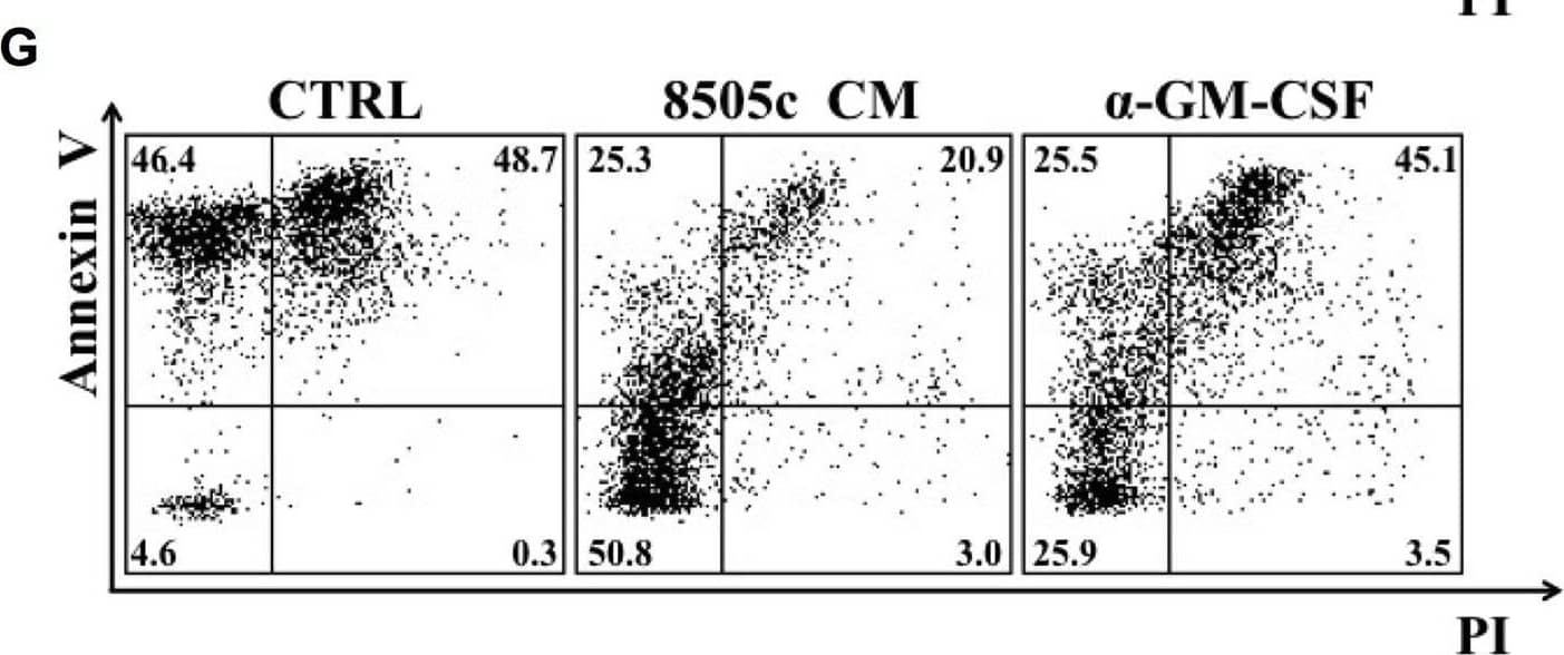 TC-derived soluble factors promoted neutrophil survival. A. Neutrophils were cultured in a TC-CM or the control medium. At the indicated time points, live cells were evaluated by flow cytometry with FITC-conjugated annexin V and PI. Results were expressed as percentages of live cells (mean ± SEM of five independent experiments); ***p < 0.005; **p < 0.01; *p < 0.05. B. Representative flow cytometric panels of dot plots of PMNs cultured in a TC-CM or control medium and stained with FITC-conjugated annexin V and propidium iodide (PI) at 24 (upper panels) and 48 (lower panels) hours. C. The GM-CSF release by TPC1 and 8505c cells was evaluated by an ELISA in a TC-CM or in the control medium. Results were expressed as mean ± SEM of seven independent experiments; ****p < 0.001; ***p < 0.005. D-F. Neutrophil survival in a TPC1-derived (D-E) or 8505c-derived (F-G) conditioned medium was evaluated in the presence of an anti-GM-CSF blocking antibody or the relative isotype control (10 μg/ml). At 24 hours, live cells were stained with FITC-conjugated annexin V and PI and analyzed by flow cytometry. Figs E and G illustrate representative flow cytometric panels of one out of five independent experiments. The results were expressed as mean ± SEM of five independent experiments; **p < 0.01; *p < 0.05. Image collected and cropped by CiteAb from the following open publication (//pubmed.ncbi.nlm.nih.gov/29953504), licensed under a CC-BY license. Not internally tested by R&D Systems.