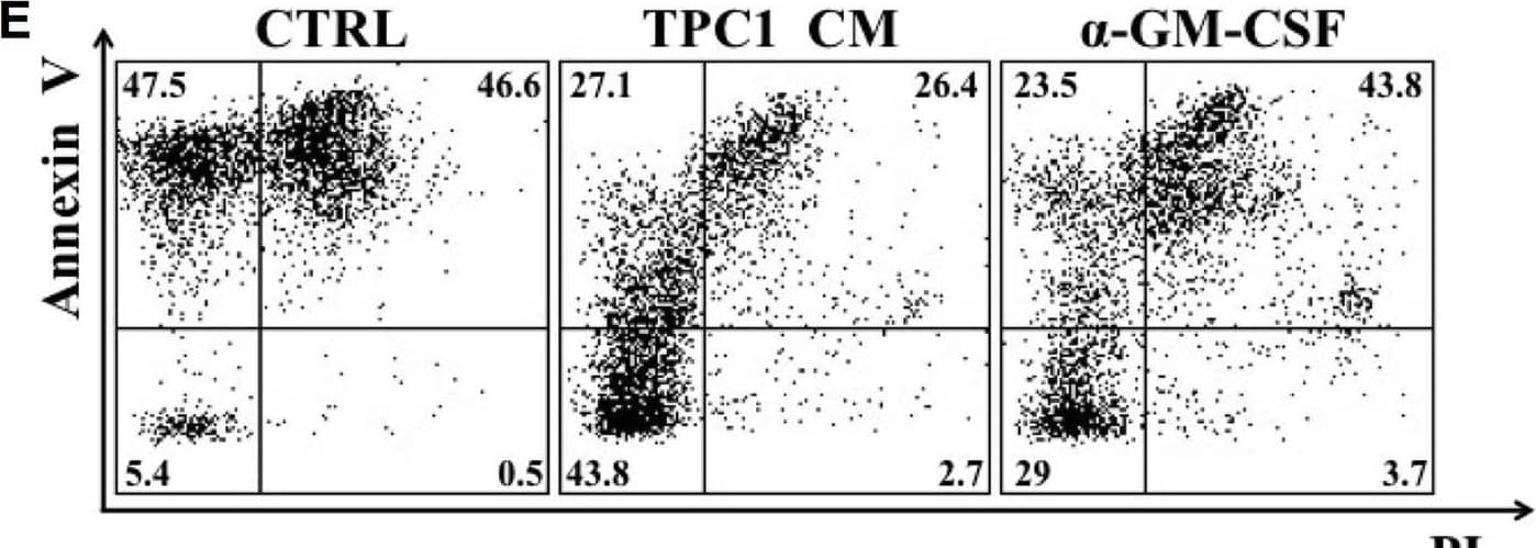 TC-derived soluble factors promoted neutrophil survival. A. Neutrophils were cultured in a TC-CM or the control medium. At the indicated time points, live cells were evaluated by flow cytometry with FITC-conjugated annexin V and PI. Results were expressed as percentages of live cells (mean ± SEM of five independent experiments); ***p < 0.005; **p < 0.01; *p < 0.05. B. Representative flow cytometric panels of dot plots of PMNs cultured in a TC-CM or control medium and stained with FITC-conjugated annexin V and propidium iodide (PI) at 24 (upper panels) and 48 (lower panels) hours. C. The GM-CSF release by TPC1 and 8505c cells was evaluated by an ELISA in a TC-CM or in the control medium. Results were expressed as mean ± SEM of seven independent experiments; ****p < 0.001; ***p < 0.005. D-F. Neutrophil survival in a TPC1-derived (D-E) or 8505c-derived (F-G) conditioned medium was evaluated in the presence of an anti-GM-CSF blocking antibody or the relative isotype control (10 μg/ml). At 24 hours, live cells were stained with FITC-conjugated annexin V and PI and analyzed by flow cytometry. Figs E and G illustrate representative flow cytometric panels of one out of five independent experiments. The results were expressed as mean ± SEM of five independent experiments; **p < 0.01; *p < 0.05. Image collected and cropped by CiteAb from the following open publication (//pubmed.ncbi.nlm.nih.gov/29953504), licensed under a CC-BY license. Not internally tested by R&D Systems.