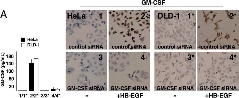Knockdown of GM-CSF protein levels after siRNA application in cancer cells. HeLa/DLD-1 cells were transfected with control siRNA (1/1*, 2/2*) or GM-CSF siRNA (3/3*, 4/4*) and cultured in the absence or presence of 25 ng/mL HB-EGF. The numbers indicate the culture conditions and the corresponding supernatants (SN) used for ELISA or cell stimulation. (A) Blockade of GM-CSF production in cultures of HeLa/DLD-1 cells transfected with GM-CSF siRNA was confirmed by immunocytochemistry (2/2* vs. 4/4*) and ELISA (left side; 2/2* vs. 4/4*, p < 0.05). (B) SN from GM-CSF-silenced HeLa/DLD-1 did not induce HB-EGF expression in mononuclear phagocytes (Mø), as revealed by flow cytometry (2/2* vs. 4/4*) and ELISA (left side; 2/2* vs. 4/4*, p < 0.05). (C) Mø stimulated with SN from GM-CSF-silenced HeLa/DLD-1 cells released SN less effective at inducing GM-CSF in non-silenced cancer cells, as determined by ELISA (see Methods section; SN2 vs. SN4, p < 0.05). Representative pictures or the means ± SD out of 5 experiments are shown. Image collected and cropped by CiteAb from the following open publication (//pubmed.ncbi.nlm.nih.gov/20946648), licensed under a CC-BY license. Not internally tested by R&D Systems.