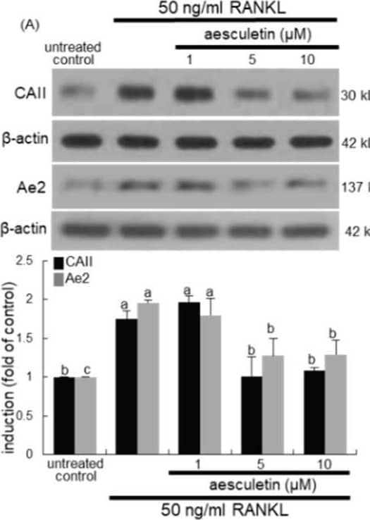 Inhibition of induction of carbonic anhydrase II (CAII), anion exchange protein 2 (Ae2), chloride channel 7 (ClC-7), vacuolar-type H(+)-ATPase (V-ATPase), and cathapsin K (A,B), matrix metalloproteinase 9 (MMP-9) secretion (C), and bone resorption (D) by aesculetin. Raw 264.7 cells were cultured in minimum essential medium alpha medium ( alpha -MEM) with 50 ng/mL receptor activator of nuclear factor-kappa B ligand (RANKL) in the absence or presence of 1–10 μM aesculetin for 5 days. Whole-cell lysates were subject to SDS-PAGE and Western blot with a specific antibody against CAII, Ae2, ClC-7 V-ATPase, and cathapsin K (A,B). An equal volume of culture medium was subject to sodium dodecyl sulphate-polyacrylamide gel electrophoresis (SDS-PAGE) and Western blot with a specific antibody against MMP-9 (C).  beta -Actin was used as internal control. The bar graphs (mean ± SEM, n = 3) represent quantitative results of blots obtained from a densitometer. Respective values in double-bar graphs not sharing a small letter are significantly different at p < 0.05. The osteoclast bone resorption was assayed using a commercially available bone resorption assay kit ((D), three separate experiments). Attached cells were removed, and resorption pits on the plate were visualized under light microscopy. Scale bar = 20 µm. Image collected and cropped by CiteAb from the following open publication (//pubmed.ncbi.nlm.nih.gov/33203061), licensed under a CC-BY license. Not internally tested by R&D Systems.