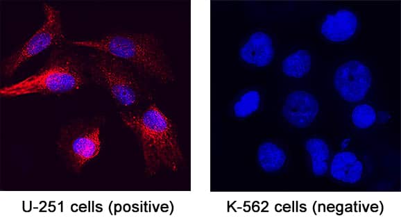 NF‑L was detected in immersion fixed U251 human myeloma cell line (positive) and K562 human chronic myelogenous leukemia cell line (negative) for 3 hours at room temperature. Cells were stained using the NorthernLights&trade; 557-conjugated Anti-Mouse IgG Secondary Antibody (red; Catalog # NL007) and counterstained with DAPI (blue). Specific staining was localized to cytoplasm. View our protocol for Fluorescent ICC Staining of Non-adherent Cells.