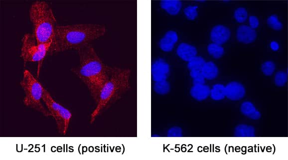 NF‑L was detected in immersion fixed U251 human myeloma cell line (positive) and K562 human chronic myelogenous leukemia cell line (negative) using Mouse Anti-Human/Mouse/Rat NF‑L Monoclonal Antibody (Catalog # MAB2216) at 8 &micro;g/mL for 3 hours at room temperature. Cells were stained using the NorthernLights&trade; 557-conjugated Anti-Mouse IgG Secondary Antibody (red; Catalog # NL007) and counterstained with DAPI (blue). Specific staining was localized to cytoplasm. View our protocol for Fluorescent ICC Staining of Non-adherent Cells.