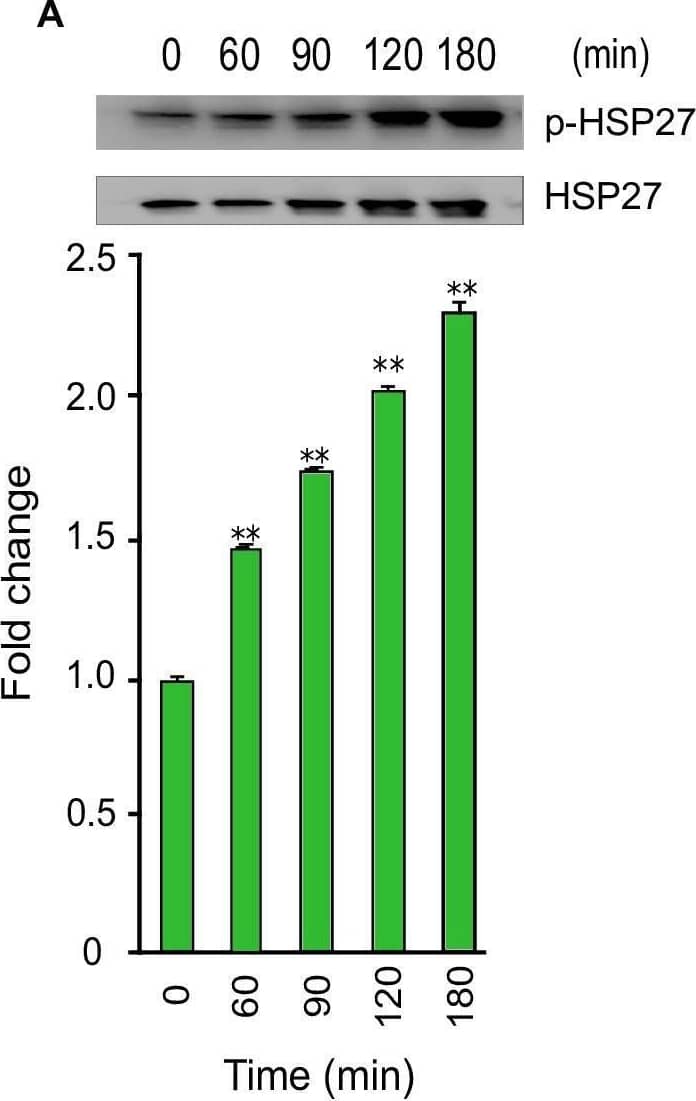 Phosphorylation of Akt, RSK, and CREB during T. cruzi infection. Lysates from primary HCoEpiC infected with T. cruzi at multiple time points were resolved by SDS-PAGE, blotted, and probed with antibodies against (A) p-HSP27 (B) p-Akt T308, (C) p-Akt S473, (D) p-RSK, and (E) p-CREB, and developed as described. The blots were stripped and reprobed with antibodies against the respective total proteins. The blots were developed by chemiluminescence and scanned. The normalized fold change in the level of each phosphorylated protein was determined and plotted in the bar graph below the respective blot. The bar graphs represent mean values ± SE from three independent biological replicates. The value of p<0.05 was considered significant; *p<0.05 **p<0.001. Image collected and cropped by CiteAb from the following open publication (//pubmed.ncbi.nlm.nih.gov/30222739), licensed under a CC-BY license. Not internally tested by R&D Systems.
