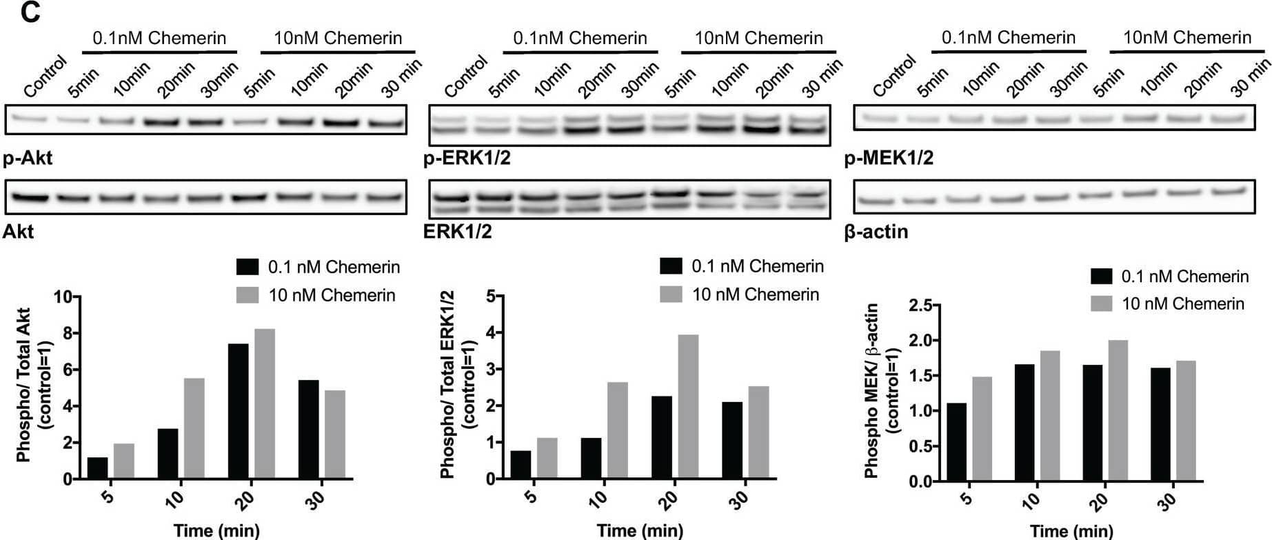 Chemerin induces intracellular calcium mobilization and stimulates MAPK and Akt signaling in neuroblastoma cells Intracellular calcium mobilization was measured in SK-N-SH cells with confocal laser scanning microscopy following the stimulation with 10nM chemerin without (A) and with (B) the prior addition of the calcium chelator EDTA. The arrow indicates the time point when chemerin was added. (C) Chemerin stimulates the phosphorylation of Akt, ERK1/2 and MEK1/2 in SK-N-AS cells in a dose-dependent manner. The cells were serum-starved for 24h prior to stimulation and samples were taken 5, 10, 20 and 30min after stimulation. Densitometric analysis of the protein bands was performed and the ratios between p-ERK1/2 and total ERK1/2, p-Akt and total Akt as well as p-MEK1/2 and  beta -actin were calculated. The values are displayed relative to the control=1. The experiments were performed three times with similar results. Image collected and cropped by CiteAb from the following open publication (//pubmed.ncbi.nlm.nih.gov/29221117), licensed under a CC-BY license. Not internally tested by R&D Systems.