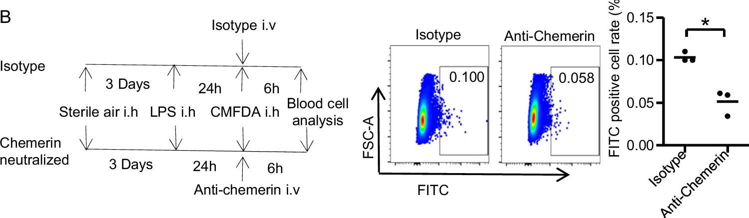 CCRL2-chemerin induced neutrophils to reverse migrate back to circulation. A The concentrations of chemerin and the classic chemokines CXCL1 and CXCL2 in air pouch lavage (2 ml PBS for lavage) and plasma at 12 h, 24 h, and 48 h after LPS (2 mg/kg) stimulation. One-way ANOVA was taken out between the four groups (n = 6). *p < 0.05. B Systemic neutralization of chemerin decreased the rM-ed neutrophil ratio in the air pouch model. Mice with air pouches received chemerin neutralization antibody by tail vein injection 24 h after LPS stimulation. After 6 h, blood cells were collected, and the rM-ed neutrophil ratio was determined. MFI Mean fluorescence intensity. *t-test was taken out between the two groups (n = 3). *p < 0.05. Image collected and cropped by CiteAb from the following open publication (//pubmed.ncbi.nlm.nih.gov/38890311), licensed under a CC-BY license. Not internally tested by R&D Systems.