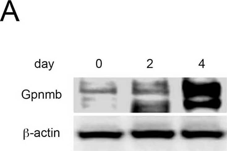 Sequential changes in and localization of Gpnmb expression. Gpnmb expression is enhanced in the recovery phase (A) in whole liver as determined by Western blotting and (B) in isolated hepatic macrophages as determined by quantitative real-time polymerase chain reaction (n = 5 at each day). (C) Moreover, Gpnmb expression is observed immunohistochemically around injured lesions in a pattern similar to that in F4/80-positive macrophages, and Gpnmb-positive cells exhibit partial phagocytosis. Image collected and cropped by CiteAb from the following open publication (//pubmed.ncbi.nlm.nih.gov/26599547), licensed under a CC-BY license. Not internally tested by R&D Systems.