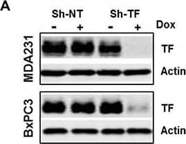 Western Blot Coagulation Factor III/Tissue Factor Antibody (323514) [Unconjugated]