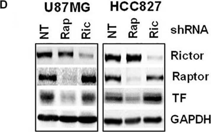 Western Blot Coagulation Factor III/Tissue Factor Antibody (323514) [Unconjugated]