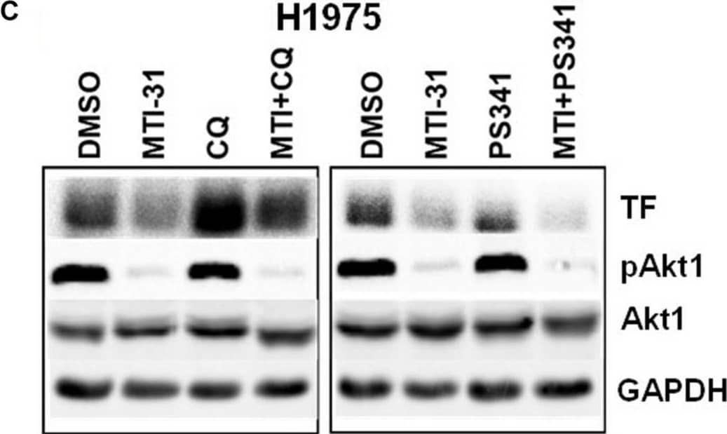 Western Blot Coagulation Factor III/Tissue Factor Antibody (323514) [Unconjugated]