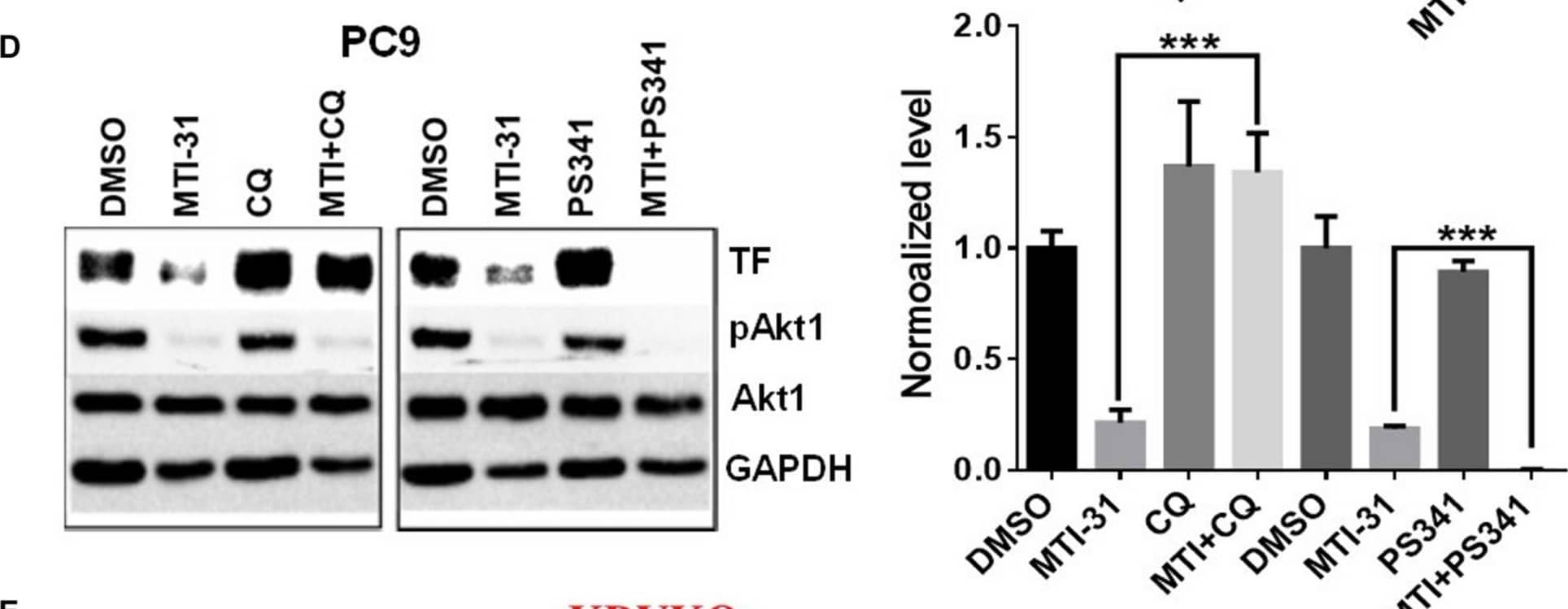Western Blot Coagulation Factor III/Tissue Factor Antibody (323514) [Unconjugated]