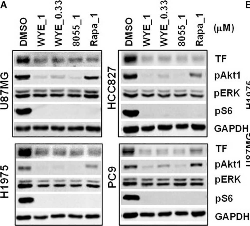 Western Blot Coagulation Factor III/Tissue Factor Antibody (323514) [Unconjugated]