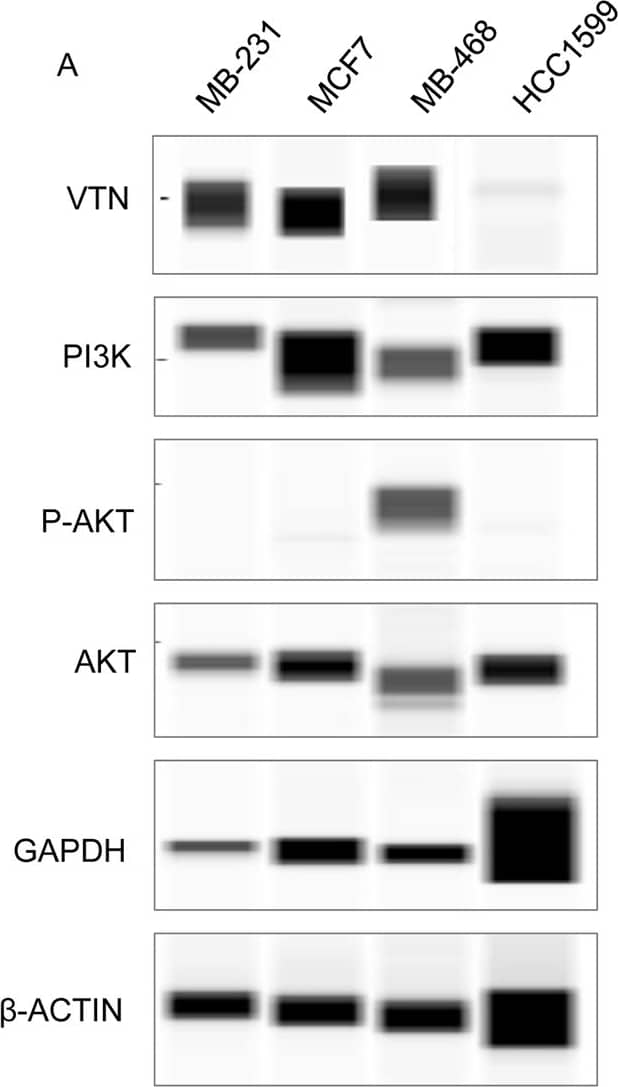 Vitronectin expression is modulated by PI3K/AKT axis.A. Displays the pseudo blot extracted from Simple Western experiments. There are four cell-lines- MDA-MB-231, MCF7, MDA-MB-468, HCC1599, were used to evaluate the signaling cascade relationship. Different protein expression levels were normalized with an averaged house-keeping GAPDH and  beta -actin expression B. Compares vitronectin concentration levels in four BC cell lines. C. PI3K concentration levels in BC same cell-lines. D. compares AKT concentration and, E. P-AKT concentration levels in the same four BC cell lines. Image collected and cropped by CiteAb from the following open publication (//pubmed.ncbi.nlm.nih.gov/33211735), licensed under a CC-BY license. Not internally tested by R&D Systems.
