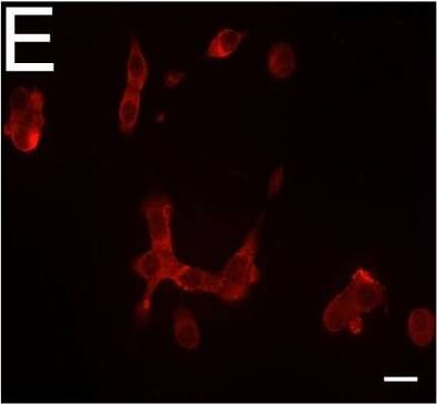 Expression of DPP6 in human islets and EndoC-beta H1 cells and other tissues evaluated by qPCR and histology. (A) Quantitative RT-PCR (qPCR) of DPP6 mRNA expression (detecting a shared sequence among all DPP6 splice variants) in EndoC-beta H1 cells (n = 5) and human pancreatic islets (n = 4) that were exposed or not to cytokines (IL-1 beta  + IFN-gamma ) for 48 h, as compared to pancreatic exocrine tissue (n = 6), two exocrine cell lines (Capan-2 (n = 3) and PANC (n = 3)), and 14 other non-pathological human tissues (n = 1). (B) Immunoblot of EndoC-beta H1 cells under control conditions or following a 48h exposure to cytokines (IL-1 beta  and IFN-gamma ), with alpha-tubulin as a reference protein. A representative figure is shown at the top and densitometric analysis at the bottom (n = 5), this figure displays a cropped blot, the full-length version is included in supplementary figure 8; (C–F) Immunocytochemistry of EndoC-beta H1 cells. (C) An overlay with cells stained with an anti-DPP6 monoclonal antibody (mAb, red), co-stained for insulin (green) and Hoechst in blue. The separate channels are displayed in (D) insulin (green) and (E) DPP6 (red) (n = 3). The mostly surface localization of DPP6 (red) can be observed in (F) (n = 4), with blue signals indicating Hoechst staining. The negative staining control of EndoC-beta H1 cells (without the DPP6 antibody) is placed in the top right corner of panel F. White scale bar represents 1 µm. RT-qPCR and the western blot data are presented as means ± SEM. Paired and unpaired two-way ANOVA (indicated with * and $, respectively), and unpaired one-way ANOVA (indicated with #) with Šídák correction for multiple comparisons; *, $ and # p ≤ 0.05 as indicated by bars. Image collected and cropped by CiteAb from the following open publication (//pubmed.ncbi.nlm.nih.gov/29123178), licensed under a CC-BY license. Not internally tested by R&D Systems.