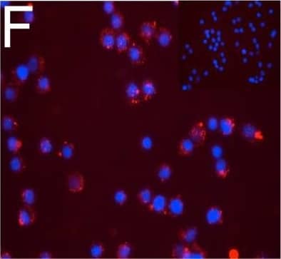 Expression of DPP6 in human islets and EndoC-beta H1 cells and other tissues evaluated by qPCR and histology. (A) Quantitative RT-PCR (qPCR) of DPP6 mRNA expression (detecting a shared sequence among all DPP6 splice variants) in EndoC-beta H1 cells (n = 5) and human pancreatic islets (n = 4) that were exposed or not to cytokines (IL-1 beta  + IFN-gamma ) for 48 h, as compared to pancreatic exocrine tissue (n = 6), two exocrine cell lines (Capan-2 (n = 3) and PANC (n = 3)), and 14 other non-pathological human tissues (n = 1). (B) Immunoblot of EndoC-beta H1 cells under control conditions or following a 48h exposure to cytokines (IL-1 beta  and IFN-gamma ), with alpha-tubulin as a reference protein. A representative figure is shown at the top and densitometric analysis at the bottom (n = 5), this figure displays a cropped blot, the full-length version is included in supplementary figure 8; (C–F) Immunocytochemistry of EndoC-beta H1 cells. (C) An overlay with cells stained with an anti-DPP6 monoclonal antibody (mAb, red), co-stained for insulin (green) and Hoechst in blue. The separate channels are displayed in (D) insulin (green) and (E) DPP6 (red) (n = 3). The mostly surface localization of DPP6 (red) can be observed in (F) (n = 4), with blue signals indicating Hoechst staining. The negative staining control of EndoC-beta H1 cells (without the DPP6 antibody) is placed in the top right corner of panel F. White scale bar represents 1 µm. RT-qPCR and the western blot data are presented as means ± SEM. Paired and unpaired two-way ANOVA (indicated with * and $, respectively), and unpaired one-way ANOVA (indicated with #) with Šídák correction for multiple comparisons; *, $ and # p ≤ 0.05 as indicated by bars. Image collected and cropped by CiteAb from the following open publication (//pubmed.ncbi.nlm.nih.gov/29123178), licensed under a CC-BY license. Not internally tested by R&D Systems.