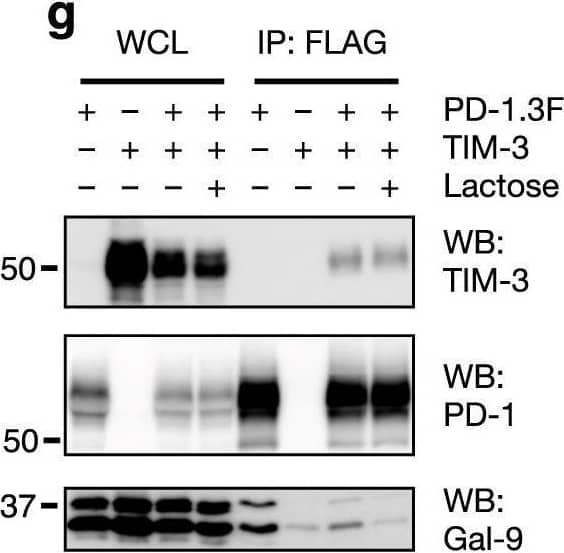 Characterization of TIM-3/Gal-9/PD-1 tri-molecular interaction.a, b TIM-3 ECD binding to plate-immobilized GST-Gal-9C (a) or GST-Gal-9N (b) in the presence of increasing concentrations of PD-1 ECD. c PD-1 ECD binding to plate-immobilized TIM-3 ECD or Gal-9. d TIM-3 ECD binding to plate-immobilized PD-1 in the presence of increasing concentrations of Gal-9. e Duolink assay of PD-1 and TIM-3 association in Gal-9 KO Jurkat cells co-expressing the two receptors with or without Gal-9. Scale bar: 10 μm. Dashed lines represent mean values; error bars represent SD. Statistical differences were assessed using unpaired two-tailed t-tests. n = 254 cells examined for each group over two independent experiments. ****P < 0.0001. f Jurkat cells expressing PD-1 (myc tagged) and TIM-3 (3xFlag tagged) individually or together were incubated with or without 2 μg/ml exogenous Gal-9 followed by IP/western blotting with indicated antibodies. g, h IP/Western analysis of Jurkat cells expressing TIM-3 and 3xFlag tagged wildtype PD-1 or PD-1(N116Q) mutant, individually or in indicated combinations, in the presence or absence of lactose. i–k Jurkat cells expressing PD-1 (i) or TIM-3 (j) or both (k) were incubated with or without Gal-9, and then lysed in a detergent buffer and centrifuged. Protein levels in the supernatants (S) and pellets (P) were determined by western blotting with the indicated antibodies. l Schematic diagram showing TIM-3/Gal-9/PD-1 tri-molecular interactions. TIM-3 and PD-1 dimerize through their intracellular domains. Gal-9 crosslinks TIM-3/PD-1 dimers with its N-CRD (green) and C-CRD (orange) to form galectin/glycoprotein lattices. Data are representative of two (a–i) or three (j, k) independent experiments. Source data are provided as a Source data file. Image collected and cropped by CiteAb from the following open publication (//pubmed.ncbi.nlm.nih.gov/33547304), licensed under a CC-BY license. Not internally tested by R&D Systems.