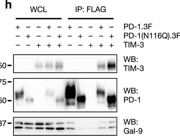 Characterization of TIM-3/Gal-9/PD-1 tri-molecular interaction.a, b TIM-3 ECD binding to plate-immobilized GST-Gal-9C (a) or GST-Gal-9N (b) in the presence of increasing concentrations of PD-1 ECD. c PD-1 ECD binding to plate-immobilized TIM-3 ECD or Gal-9. d TIM-3 ECD binding to plate-immobilized PD-1 in the presence of increasing concentrations of Gal-9. e Duolink assay of PD-1 and TIM-3 association in Gal-9 KO Jurkat cells co-expressing the two receptors with or without Gal-9. Scale bar: 10 μm. Dashed lines represent mean values; error bars represent SD. Statistical differences were assessed using unpaired two-tailed t-tests. n = 254 cells examined for each group over two independent experiments. ****P < 0.0001. f Jurkat cells expressing PD-1 (myc tagged) and TIM-3 (3xFlag tagged) individually or together were incubated with or without 2 μg/ml exogenous Gal-9 followed by IP/western blotting with indicated antibodies. g, h IP/Western analysis of Jurkat cells expressing TIM-3 and 3xFlag tagged wildtype PD-1 or PD-1(N116Q) mutant, individually or in indicated combinations, in the presence or absence of lactose. i–k Jurkat cells expressing PD-1 (i) or TIM-3 (j) or both (k) were incubated with or without Gal-9, and then lysed in a detergent buffer and centrifuged. Protein levels in the supernatants (S) and pellets (P) were determined by western blotting with the indicated antibodies. l Schematic diagram showing TIM-3/Gal-9/PD-1 tri-molecular interactions. TIM-3 and PD-1 dimerize through their intracellular domains. Gal-9 crosslinks TIM-3/PD-1 dimers with its N-CRD (green) and C-CRD (orange) to form galectin/glycoprotein lattices. Data are representative of two (a–i) or three (j, k) independent experiments. Source data are provided as a Source data file. Image collected and cropped by CiteAb from the following open publication (//pubmed.ncbi.nlm.nih.gov/33547304), licensed under a CC-BY license. Not internally tested by R&D Systems.