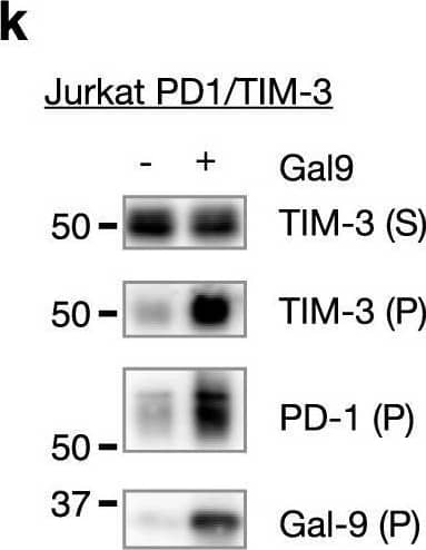 Characterization of TIM-3/Gal-9/PD-1 tri-molecular interaction.a, b TIM-3 ECD binding to plate-immobilized GST-Gal-9C (a) or GST-Gal-9N (b) in the presence of increasing concentrations of PD-1 ECD. c PD-1 ECD binding to plate-immobilized TIM-3 ECD or Gal-9. d TIM-3 ECD binding to plate-immobilized PD-1 in the presence of increasing concentrations of Gal-9. e Duolink assay of PD-1 and TIM-3 association in Gal-9 KO Jurkat cells co-expressing the two receptors with or without Gal-9. Scale bar: 10 μm. Dashed lines represent mean values; error bars represent SD. Statistical differences were assessed using unpaired two-tailed t-tests. n = 254 cells examined for each group over two independent experiments. ****P < 0.0001. f Jurkat cells expressing PD-1 (myc tagged) and TIM-3 (3xFlag tagged) individually or together were incubated with or without 2 μg/ml exogenous Gal-9 followed by IP/western blotting with indicated antibodies. g, h IP/Western analysis of Jurkat cells expressing TIM-3 and 3xFlag tagged wildtype PD-1 or PD-1(N116Q) mutant, individually or in indicated combinations, in the presence or absence of lactose. i–k Jurkat cells expressing PD-1 (i) or TIM-3 (j) or both (k) were incubated with or without Gal-9, and then lysed in a detergent buffer and centrifuged. Protein levels in the supernatants (S) and pellets (P) were determined by western blotting with the indicated antibodies. l Schematic diagram showing TIM-3/Gal-9/PD-1 tri-molecular interactions. TIM-3 and PD-1 dimerize through their intracellular domains. Gal-9 crosslinks TIM-3/PD-1 dimers with its N-CRD (green) and C-CRD (orange) to form galectin/glycoprotein lattices. Data are representative of two (a–i) or three (j, k) independent experiments. Source data are provided as a Source data file. Image collected and cropped by CiteAb from the following open publication (//pubmed.ncbi.nlm.nih.gov/33547304), licensed under a CC-BY license. Not internally tested by R&D Systems.