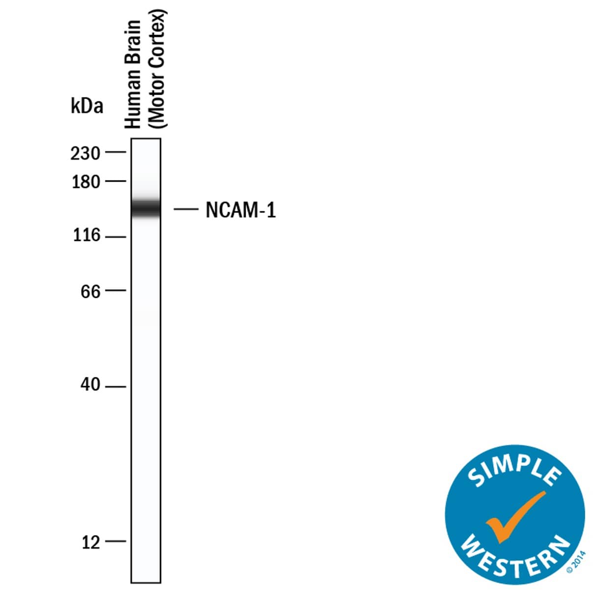 Simple Western lane view shows lysates of Human Brain (Motor Cortex), loaded at 0.2 mg/mL. A specific band was detected for NCAM‑1/CD56 at approximately 145 kDa (as indicated) using 20 µg/mL of Mouse Anti-Human NCAM‑1/CD56 Monoclonal Antibody (Catalog # MAB24082) . This experiment was conducted under reducing conditions and using the 12-230 kDa separation system.