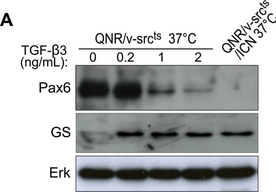 TGF-beta  signaling controls commitment into glial differentiation.(A) QNR/v-srcts cells were treated at 37°C with increasing concentrations (0.2–2 ng/ml) of recombinant TGF-beta  3 protein during 7 days. Pax6 and Glutamine Synthetase (GS) were detected by western-blot. Protein loading was normalized using Erk antiserum. (B) Pax6 expression was analyzed by immunofluorescence after treatment of QNR/v-Srcts/ICN cells at 37°C with DMSO (control) or 10 µM SB431542 during 7 days. The majority of control QNR/v-Srcts/ICN cells did not express nuclear Pax6 but we observed a weak peri-nuclear labeling. Magnification x40. Image collected and cropped by CiteAb from the following open publication (//pubmed.ncbi.nlm.nih.gov/21042581), licensed under a CC-BY license. Not internally tested by R&D Systems.