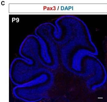 Immunofluorescent analysis of Pax3 expression in the developing mouse cerebellum.(A) Bar plot showing the percentage of Pax3 + cells co-stained (y-axis) with cerebellar cell markers Pax2, Foxp2 and Calbindin at E12, E15, and P3 (x-axis). (B) Top: Immunofluorescent co-staining of Pax3 (red) and Foxp2 (green) in embryonic cerebellum at E15. Merged image is a composite image of the Pax3, Foxp2, and DAPI. Bottom: Immunofluorescent co-staining of Pax3 (red) and Calb (green) in the postnatal cerebellum at P0. Merged image is a composite image of the Pax3, Foxp2, and DAPI. Labels: VZ: Ventricular zone, EGL: External granular layer, PCL: Purkinje cell layer, ML: Molecular layer, Scalebars = 100 µm. (C) Immunofluorescent staining of Pax3 (red) in the developing cerebellum at P9. Image collected and cropped by CiteAb from the following open publication (//pubmed.ncbi.nlm.nih.gov/35942939), licensed under a CC-BY license. Not internally tested by R&D Systems.