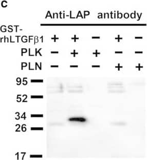 Specificity of R58 and L59 antibodies. (a) Schematic structure of a GST- rhLTGF-beta 1 protein generated in bacteria and a commercial rhLAP  beta 1 generated in insect cells. The PLK cleavage site is indicated by arrowhead. (b-e) GST-LTGF-beta 1/rhLAP  beta 1was incubated with/without PLK or PLN for 45 min at 37°C, and thereafter equal amounts of samples containing either 50 ng GST-rhLTGF-beta 1 or 500 ng rhLAP  beta 1 were subjected to each lane in SDS-PAGE under reducing conditions followed by Western blot analyses using R58/L59 antibodies (b, d, respectively). Membranes used in panels b and d were reprobed with monoclonal (c) or polyclonal (e) anti-LAP antibodies. Lanes 1, intact GST-rhLTGF-beta 1 or rhLAP-beta 1; lanes 2, PLK digested GST-rhLTGF-beta 1 or rhLAP-beta 1; lanes 3, PLK; lane 4, PLN digested GST-rhLTGF-beta 1 or rhLAP-beta 1; lane 5, PLN. Representative results from three independent experiments with a similar result are shown. Image collected and cropped by CiteAb from the following open publication (//pubmed.ncbi.nlm.nih.gov/24877031), licensed under a CC-BY license. Not internally tested by R&D Systems.