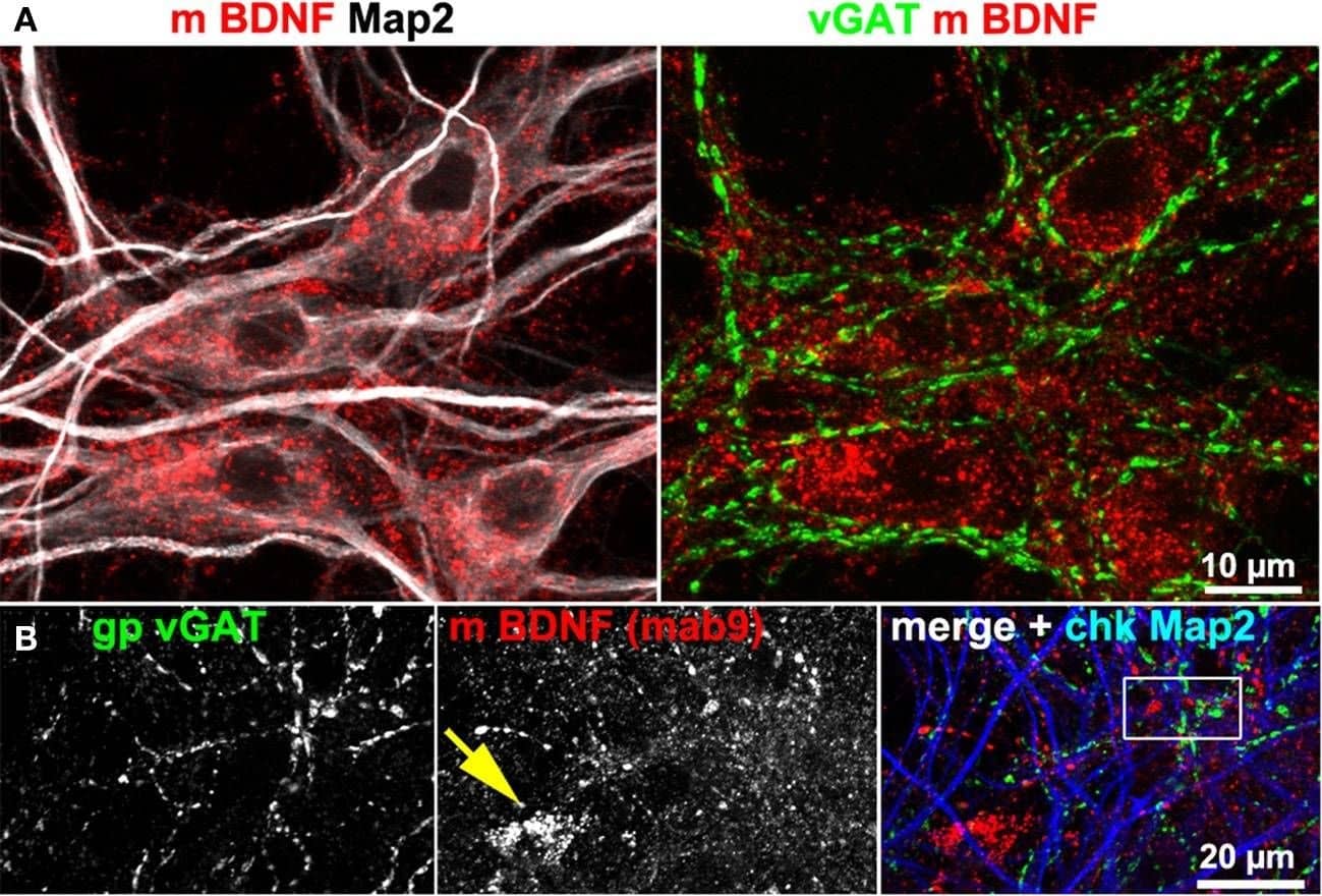 BDNF immunoreactivity is low at GABAergic synapses. (A,B) vGAT and Map2 staining of hippocampal neurons (DIV 25–DIV 31). vGAT+ structures did not show BDNF enrichment. Somatic BDNF staining (yellow arrow in B) was not associated with vGAT+ neurons. (B') (detail in B). Dense anti-BDNF staining (yellow arrowheads) was almost absent from vGAT+ structures (cyan arrowheads). (C–E) In contrast to vGlut-positive structures, vGAT+ neurites barely overlapped with BDNF IR. Cyan arrows point to vGAT+/BDNF-poor synapses. Purple arrowheads point to a close proximity between vGlut and BDNF. Pearson's correlation coefficients describing the overlap between the immune labels are given in the text. Image collected and cropped by CiteAb from the following open publication (//pubmed.ncbi.nlm.nih.gov/24782711), licensed under a CC-BY license. Not internally tested by R&D Systems.