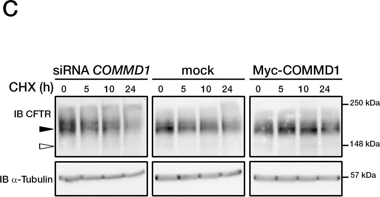 COMMD1 regulates CFTR ubiquitination.(A) Representative gels for the same CFTR IP experiment with MAB25031 from HeLa cells stably expressing wt-CFTR and separated on 8% SDS-PAGE transferred to PVDF membrane. Half of the membrane was probed with anti-CFTR mAb and the other half with anti-ubiquitin mAb. Lysates were loaded onto an 11% SDS-PAGE and sequential probing of the membrane was performed (COMMD1,  alpha -tubulin and lastly ubiquitin). Filled and empty arrowheads indicate the fully- (170 kDa) and core-glycosylated (140 kDa) CFTR, respectively. (B) Quantification of ubiquitinated CFTR. Ratio of ubiquitinated CFTR to total CFTR in each condition is shown, endogenous COMMD1 expression is referred as 100%. The means ± S.D. were obtained from five independent experiments.* P<0.05 was determined by t-test. (C) Stability of the mature wt-CFTR was determined upon inhibition of protein biosynthesis with cycloheximide (CHX). Cells were incubated in the presence of cycloheximide for the indicated time intervals. (D) Quantification of mature CFTR was normalized to  alpha -tubulin level. Image collected and cropped by CiteAb from the following open publication (//pubmed.ncbi.nlm.nih.gov/21483833), licensed under a CC-BY license. Not internally tested by R&D Systems.