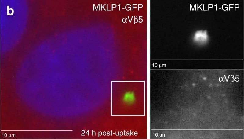  alpha V beta 3 and EGFR mediate MBsome signaling. a–d HeLa cells were incubated with purified GFP-MBs for 3 h, followed by wash and another incubation for 24 h. Cells were then fixed and stained with anti-alpha V beta 3 (a), anti-alpha V beta 5 (b), anti-phospho-FAK (d) antibodies. Panels in c show control staining where primary antibodies were not added. Boxed regions mark the part of the image shown as a higher magnification image in the insets on the right. Scale bar is equivalent to 1 μm. e HeLa cells were co-incubated with purified GFP-MBs and EGF-Alexa647, followed by wash and another incubation for 24 h. Cells were then fixed and colocalization between MBs and EGF analyzed. Arrows point to MBsomes. f HeLa cells were co-incubated with purified GFP-MBs and non-labeled EGF, followed by wash and another incubation for 24 h. Cells were then fixed and stained with anti-phospho-EGFR antibodies. Arrows point to MBsomes. Scale bars in insets are equivalent to 2 μm. g HeLa cells were incubated with purified GFP-MBs. Cells were then washed and flow sorted to separate fractions with or without internalized GF-MBs. Equal number of cells from each fraction were then plated and incubated for 48 h in the presence or absence of 10 μm of EGFR inhibitor (erlotinib). Cells were then washed again and incubated for another 48 h followed by cell counting to determine the number of cells. Data shown are the means and standard deviations derived from three independent experiments (one-way ANOVA) Image collected and cropped by CiteAb from the following publication (//pubmed.ncbi.nlm.nih.gov/31320617), licensed under a CC-BY license. Not internally tested by R&D Systems.