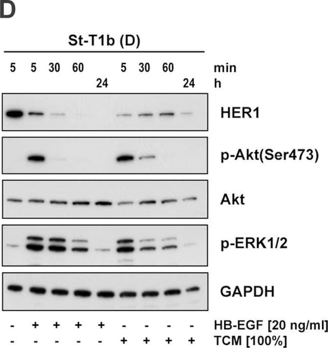 Expression and regulation of HER1 in St-T1b cells and hESCs.(A) Effect of decidualization on HER1 expression. Whole cell extracts from two individual hESC preparations or from St-T1b cells, non-decidualized (−) or decidualized (+), were immunoblotted for HER1 (antibody from New England Biolabs), and for GAPDH as a loading control. In addition, the levels of Nur77,  alpha -SMA, MLC2 and phospho-MLC2 were analyzed. (B, C, D) Time-dependent downregulation of HER1 in response to HB-EGF or TCM. Non-decidualized (ND) or decidualized (D) St-T1b cells, maintained in Opti-MEM, were incubated with PDGF-BB, HB-EGF or TCM (20 or 100%) for 5 min (B) or 5, 30 and 60 min (C) and subjected to Western Blot analysis for HER1 (antibody from Santa Cruz). Decidualized St-T1b cells were stimulated with HB-EGF or TCM (100%) for 5, 30 and 60 min or 24 h (D) and analyzed for HER1 by Western blotting (antibody from Santa Cruz), followed by immunoblotting for phospho-ERK1/2 and phosphorylated (Ser473) and total Akt. Image collected and cropped by CiteAb from the following open publication (//pubmed.ncbi.nlm.nih.gov/23349855), licensed under a CC-BY license. Not internally tested by R&D Systems.