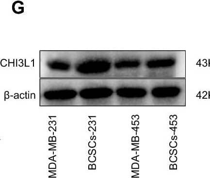 CTLA4-related gene expression in TN-BCSCs. A Expression heatmap of the DEGs between TN-BCSCs and B.C.s (CD44− and CD24+). The red indicates the upregulated expression, and the green indicates the downregulated expression. B Intersection between DEGs in TN-BCSC and CTLA4-related genes (CTLA4 Gene Term). C Expression distribution plot of CTLA4-related DEGs in TN-BCSCs in eight cell subsets. D Violin plots of FBXO9, CHI3L1 and MYC. E The correlation between CHI3L1 and CTLA4 expression in B.C. was obtained from the TIMER2.0 database. The result is corrected by tumor purity. F and G The CHI3L1 expression in BCSCs obtained from MDA-MB-231 and MDA-MB-453 cells and the parental cells of BCSCs as measured by RT-qPCR and Western blot. H The expression of CHI3L1 in the supernatant of conditioned medium of BCSCs obtained from MDA-MB-231 and MDA-MB-453 cells and the parental cells of BCSCs as determined by ELISA. nsp > 0.05, * p < 0.05, ** p < 0.01, *** p < 0.001. Cell experiments were repeated three times Image collected and cropped by CiteAb from the following open publication (//pubmed.ncbi.nlm.nih.gov/37838657), licensed under a CC-BY license. Not internally tested by R&D Systems.