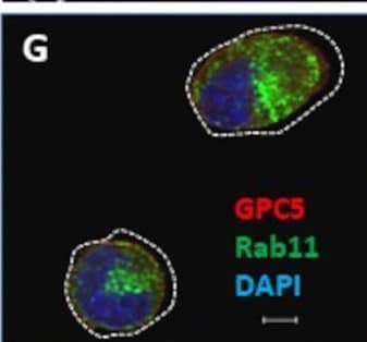 Immunocytochemistry/ Immunofluorescence Glypican 5 Antibody (297716) [Unconjugated]