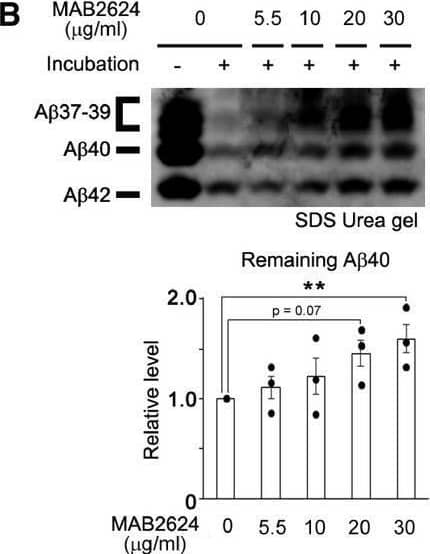 Western Blot Kallikrein 7 Antibody (333931)