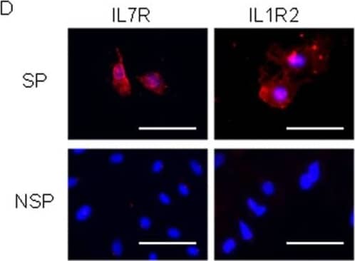 Isolation of SP cells from human first trimester vCTB.(A) Immunocytochemistry images of CGB, CK7, CSH1, HLA−G, CD9 and HLA1 expression in primary vCTB cells isolated by Percoll gradient centrifugation. Each protein expression is shown as red signals (scale bars, 50 µm). The isolated cells were plated on chamber slides with HBM and stained the next day. (B) The SP cells represent 0.12±0.28% (n = 22) of the total primary vCTB. Co-incubation of the cells with verapamil erased the SP cell fraction. (C) The expression of CD105, CD146 and VIM in SP cells from primary vCTB cells was analyzed by immunocytochemistry. All images show counterstaining with Hoechst 33852. Each protein expression is shown as red signals (scale bars, 50 µm). (D) Immunocytochemistry images of IL7R and IL1R2 expression in SP and NSP cells counterstained with Hoechst 33852. IL7R and IL1R2 expressions are shown as red signals (scale bars, 50 µm). (E) The expression of CGB, CSH1 HLA−G, CK7, PHLDA2 and EOMES in IL7R/IL1R2 double-positive cells was assessed by immunocytochemistry. These expressions are shown as green signals (scale bars, 50 µm). (F) Induction of differentiation in IL7R/IL1R2 positive cells was determined by IL7R, IL1R2, CSH1 and CGB expression. IL7R/IL1R2 positive cells from primary human vCTB were analyzed after being cultured in HBM for 2 weeks. IL7R and IL1R2 expressions are shown as red signals; CSH1 and CGB expressions are shown as green signals (scale bars, 50 µm). The cell marked with an arrow show positive for CGB and negative for IL7R expression. In contrast, the cell marked with an arrowhead was positive for IL7R and negative for CGB expression. The outlines of the cells are indicated by broken lines. Image collected and cropped by CiteAb from the following open publication (//pubmed.ncbi.nlm.nih.gov/21760941), licensed under a CC-BY license. Not internally tested by R&D Systems.