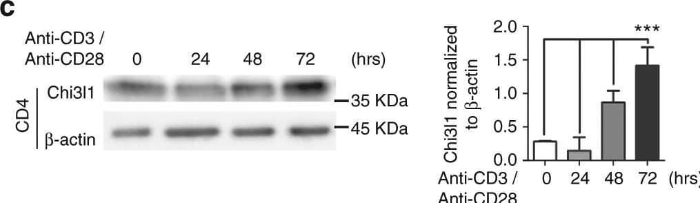 Chitinase and Chitinase-like protein expressions in T cells. a, b mRNA expression of chitinase (Chitotriosidase, AMCase) and chitinase-like protein (Chi3l1, Ym-1) in mouse CD4 and CD8 T cells upon anti-CD3 and anti-CD28 stimulation for 3 days. Each gene expression level was normalized to  beta -actin, and represented as fold change to Non-activated (NA). c, d Chi3l1 protein level in CD4 and CD8 T cells stimulated by plate-bound anti-CD3 and anti-CD28 antibodies for indicated time point. Densitometric values of band intensity were calculated by normalization to the value of  beta -actin. e Chi3l1 mRNA expression in naïve and effector T cell subsets. Chi3l1 mRNA expression level was normalized to  beta -actin level. Data are mean ± SD of three sets of independent experiments (n = 6). n.d., not detected; **p < 0.01, ***p < 0.001 (two-tailed Student’s t-test) Image collected and cropped by CiteAb from the following open publication (//pubmed.ncbi.nlm.nih.gov/29403003), licensed under a CC-BY license. Not internally tested by R&D Systems.