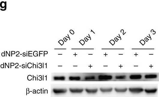 Targeted inhibition of Chi3l1 by dNP2-siChi3l1 complex enhances effector cytokine production in Th1 & CD8 T . a Schematic diagram of the complex formation of dNP2-HA2 peptide & Chi3l1 siRNA (siChi3l1) at indicated N/P ratios. b Gel retardation assay of dNP2-siChi3l1 complex. c The size of free siRNA, free peptide, & dNP2-siRNA complexes measured by Nano particle size analyzer. d Dose dependent reduction of Chi3l1 mRNA expression by dNP2-siChi3l1 complex at 1:25 N/P ratio. e Chi3l1 protein level in culture supernatants measured by ELISA. f Chi3l1 mRNA in the lung after intranasal administration of dNP2-siEGFP or dNP2-siChi3l1 complex at 1:25 N/P ratio. Chi3l1 mRNA normalized to  beta -actin, & presented as relative to expression at day 0. g Chi3l1 protein level in the lung was analyzed by WBting. Chi3l1 protein relative to expression at day 0. h Densitometric values of band intensity was calculated by normalization to the value of  beta -actin, then the value was represented as relative to the value at day 0. Statistical significance of dNP2-siChi3l1 treated group was analyzed to dNP2-siEGFP treated group on each day. i FACS-sorted WT naïve CD4 T  differentiated into Th1  & WT naïve CD8 T  activated by plate-bound anti-CD3 & anti-CD28 antibodies with IL-2 for 5 days with indicated concentrations of dNP2-siEGFP or dNP2-siChi3l1 complexes. IFN gamma  & TNF alpha  expression analyzed by flow cytometry. j % of TNF alpha +IFN gamma +  represented as bar graph. k Chi3l1 & IFN gamma  mRNA expression in dNP2-siChi3l1 treated Th1 . Each gene expression level was normalized to  beta -actin, & represented as fold change to those of WT Th1 cell. Data are presented as mean ± SD of three sets of independent experiments (n = 6). n.s., not significant; *p < 0.05, **p < 0.01, ***p < 0.001 (two-tailed Student’s t-test) Image collected & cropped by CiteAb from the following open publication (//pubmed.ncbi.nlm.nih.gov/29403003), licensed under a CC-BY license. Not internally tested by R&D Systems.