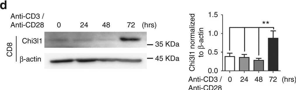 Chitinase and Chitinase-like protein expressions in T cells. a, b mRNA expression of chitinase (Chitotriosidase, AMCase) and chitinase-like protein (Chi3l1, Ym-1) in mouse CD4 and CD8 T cells upon anti-CD3 and anti-CD28 stimulation for 3 days. Each gene expression level was normalized to  beta -actin, and represented as fold change to Non-activated (NA). c, d Chi3l1 protein level in CD4 and CD8 T cells stimulated by plate-bound anti-CD3 and anti-CD28 antibodies for indicated time point. Densitometric values of band intensity were calculated by normalization to the value of  beta -actin. e Chi3l1 mRNA expression in naïve and effector T cell subsets. Chi3l1 mRNA expression level was normalized to  beta -actin level. Data are mean ± SD of three sets of independent experiments (n = 6). n.d., not detected; **p < 0.01, ***p < 0.001 (two-tailed Student’s t-test) Image collected and cropped by CiteAb from the following open publication (//pubmed.ncbi.nlm.nih.gov/29403003), licensed under a CC-BY license. Not internally tested by R&D Systems.