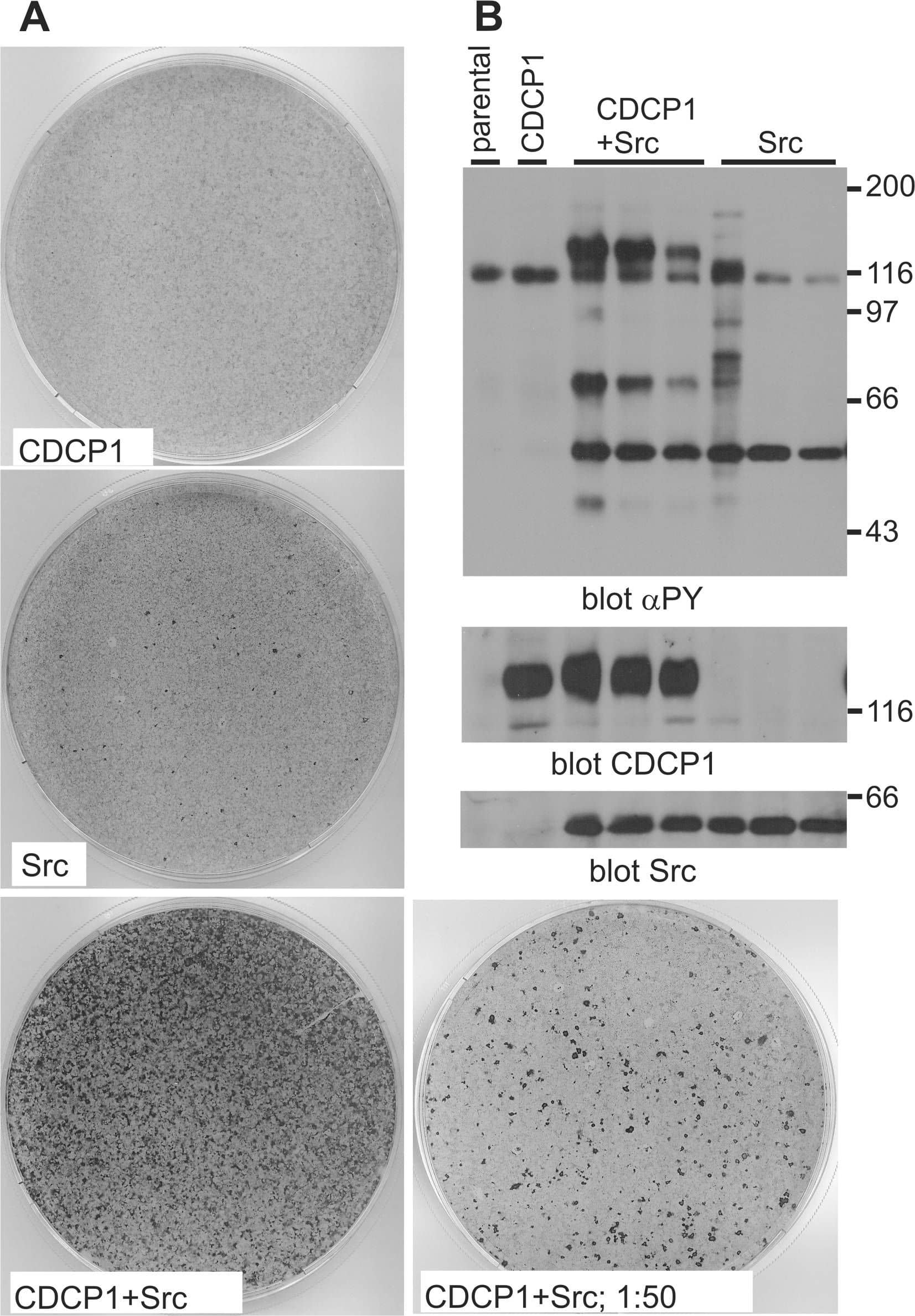 Western Blot CDCP1 Antibody (309137)