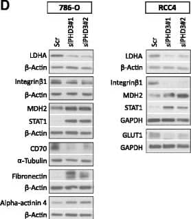 Western Blot CD27 Ligand/TNFSF7/CD70 Antibody (301731) [Unconjugated]