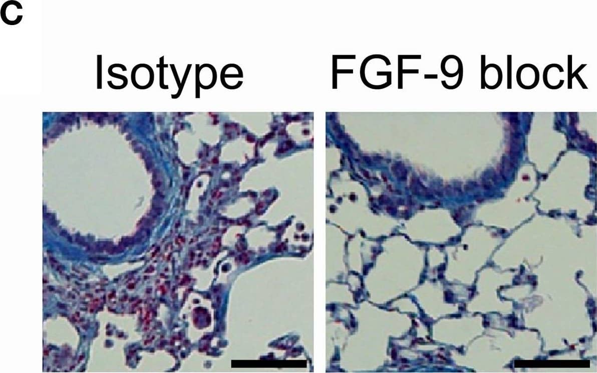 FGF-9 blockade reduces lung fibrocyte accumulation and fibrosis in TGF-beta 1 transgenic mice. TGF-beta 1 Tg+ and Tg− mice were administered 14 days of doxycycline and injected i.p. with either FGF-9 neutralizing antibody or isotype control on days—1, 2, 5, 8, and 11. (A) BAL leukocyte concentration (absolute # per μl). (B) Lung collagen content as measured by Sircol assay performed on the right lower lobe (RLL). (C) Trichrome staining of paraffin embedded lung sections from TGF-beta 1 Tg+ mice treated with isotype control (left) or anti-FGF-9 antibody (right). Scale bar = 100 microns (D,E) Percentages (D) and absolute number (E) of fibrocytes (CD45+ColI alpha 1+) in lung digests as determined by flow cytometry. (F) Quantity of Tregs (expressed as percentage of CD4 cells that are CD25+FoxP3+) in lung digests as determined by flow cytometry. n = 5 mice/group. *p < 0.05, **p < 0.01, ***p < 0.001. Image collected and cropped by CiteAb from the following open publication (//pubmed.ncbi.nlm.nih.gov/24904415), licensed under a CC-BY license. Not internally tested by R&D Systems.