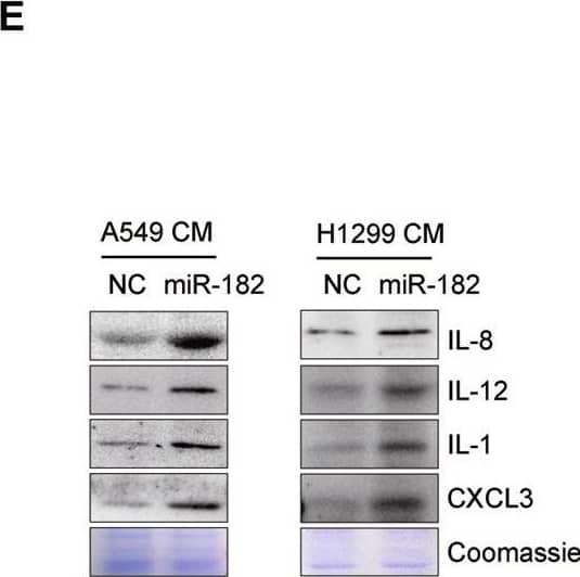 miR-182 upregulated NSCLC cells promote osteoclastogenesis through enhancing IL-8 secretion. A TRAP staining analysis of the osteoclast differentiation of RAW264.7 cells after cultured in the indicated CM for 6 days. Arrowheads indicate mature, multi-nucleated osteoclasts. B Transcriptome-seq combined with Gene Ontology analysis revealed the enrichment of multiple signaling pathways in miR-182-overexpressing A549 cells. C Volcano plot showing differentially expressed genes in miR-182-overexpressing A549 cells compared with the negative control cells, with selected cytokines highlighted. D qPCR analysis of the mRNA expression of IL-8, IL-1, IL-12 and CXCL3 in miR-182-overexpressing A549 (left) or H1299 cells relative to controls (right). E, F Western blotting of IL-8, IL-1, IL-12, and CXCL3 levels in CM from miR-182-overexpressing (left) or H1299 cells (right) relative to controls, with total protein staining (Coomassie) confirmed equal loading. F, G ELISA analysis of IL-8, IL-1, IL-12, and CXCL3 levels in the CM from miR-182-overexpressing (top) or H1299 cells (bottom) relative to controls (F) or in blood samples collected from mice bearing bone metastases developed by miR-182-overexpressing A549 cells or NC A549 cells (G). (H) TRAP staining analysis of the effects of depletion of indicated factors in the miR-182-CM (top) or their addition to the CM from A549 cells (bottom) on osteoclast differentiation of RAW264.7 cells. Arrowheads indicate mature, multi-nucleated osteoclasts. Scale bars, 50 μm. The average values ± SEM of three separate experiments are plotted. n.s., not significant; *P < 0.05; **P < 0.01; ***P < 0.001. Image collected and cropped by CiteAb from the following open publication (//pubmed.ncbi.nlm.nih.gov/37127752), licensed under a CC-BY license. Not internally tested by R&D Systems.