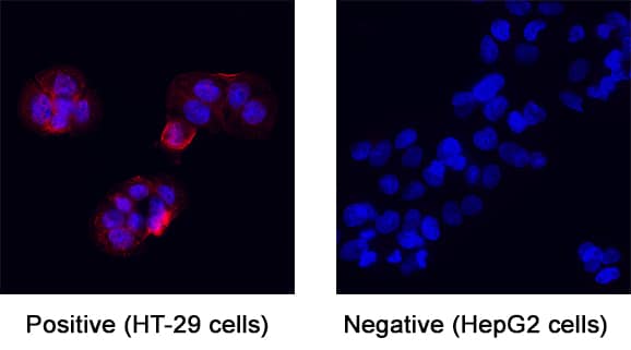 Immunocytochemistry IL-22R alpha 1 Antibody (305405) [Unconjugated]