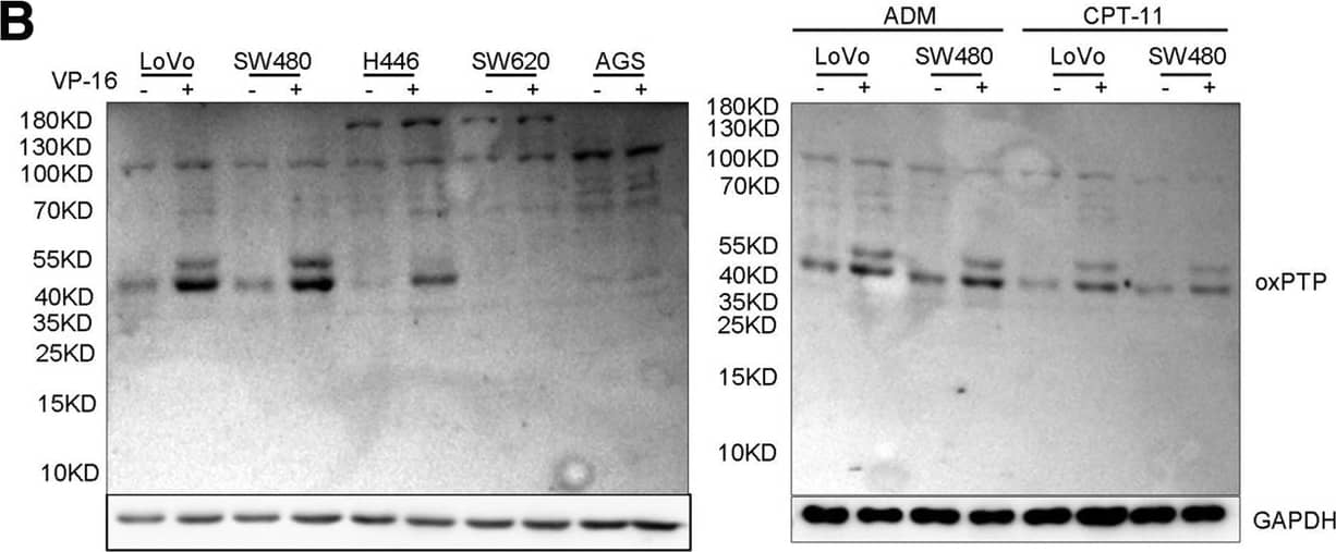 Topoisomerase inhibitors induce JAK2-STAT1-CXCL1 and migration through ROS. a Relative DCFH-DA levels in SW480 and SW620 cells treated with VP-16 (V, 20 μM), ADM (A, 0.2 μg/ml), or CPT-11 (C, 80 μg/ml) for 0.5 h. P, a positive control with Rosup H2O2 (50 μg/ml, 0.5 h). (B) Western blot of oxidized PTPs after treatement with VP-16 (20 μM), ADM (0.2 μg/ml), or CPT-11 (80 μg/ml) for 0.5 h. c Confirmation of VP-16-induced PTP1B oxidization. After treatment with VP-16 (20 μM, 0.5 h), cell lysates (200 μg per sample) were immunoprecipitated with 1 μg anti-PTP1B or pre-immune IgG for 12 h. Precipitates and cell lysates (input, 50 μg per sample) were analyzed by Western blot with anti-oxPTP and anti-PTP1B. d Western blot of JAK2 and STAT1 phosphorylation and CXCL1 expression in cells pretreated with GSH (10 mM) for 2 h and subsequently treated with VP-16 (20 μM) or CPT-11 (80 μg/ml) for 0.5 h. e Migration assay of cells treated with GSH (10 mM) plus VP-16 (20 μM) or CPT-11 for 24 h Image collected and cropped by CiteAb from the following publication (//pubmed.ncbi.nlm.nih.gov/31438997), licensed under a CC-BY license. Not internally tested by R&D Systems.