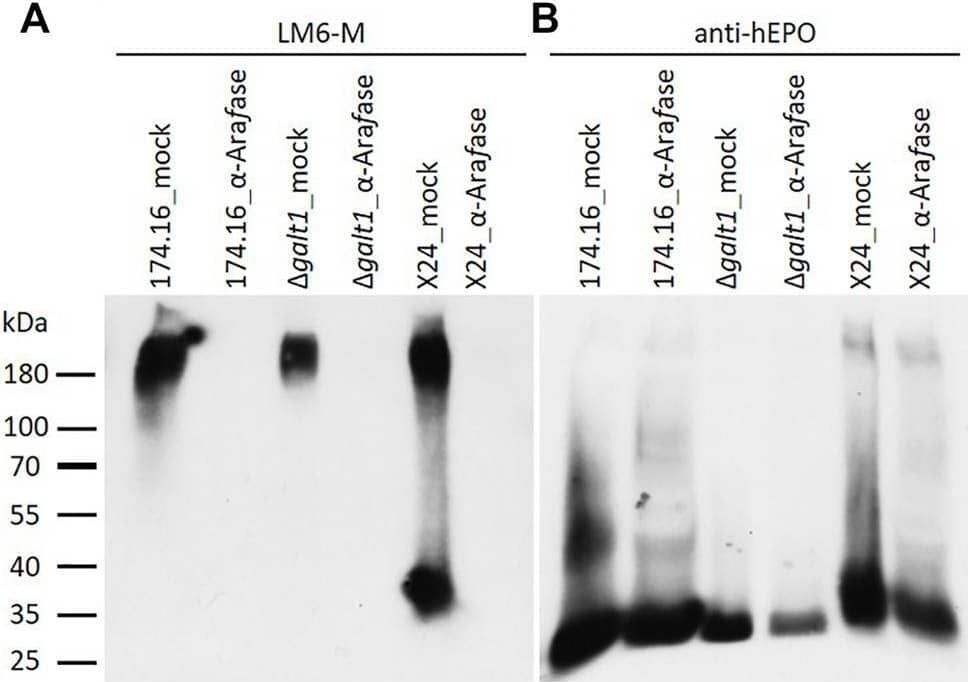 Western blots of mock-treated and  alpha -L-arabinofuranosidase-digested samples from rhEPO-producing Physcomitrella lines. Ten microgram total protein of precipitated culture supernatants of the rhEPO-producing lines 174.16,  delta galt1 and X24 were digested with one unit of  alpha -L-arabinofuranosidase ( alpha -Arafase), while control samples were treated equivalently but without  alpha -L-arabinofuranosidase (mock). After separation on SDS-PAGE and blotting, the PVDF-membrane was subsequently incubated with the anti-1,5-alpha -L-arabinan antibody (LM6-M, 1:10) (A) and an anti-hEPO monoclonal antibody (1:4,000) (B). Image collected and cropped by CiteAb from the following open publication (//pubmed.ncbi.nlm.nih.gov/35252146), licensed under a CC-BY license. Not internally tested by R&D Systems.