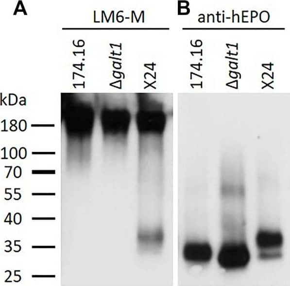 Western blots of precipitated culture supernatants of rhEPO-producing Physcomitrella lines. Five microgram total protein of the precipitated and blotted culture supernatants of the rhEPO-producing lines 174.16,  delta galt1 and X24 were subsequently immunodetected with the anti-1,5-alpha -L-arabinan antibody (LM6-M, 1:10) (A) and the anti-hEPO monoclonal antibody (1:4,000) (B). Image collected and cropped by CiteAb from the following open publication (//pubmed.ncbi.nlm.nih.gov/35252146), licensed under a CC-BY license. Not internally tested by R&D Systems.