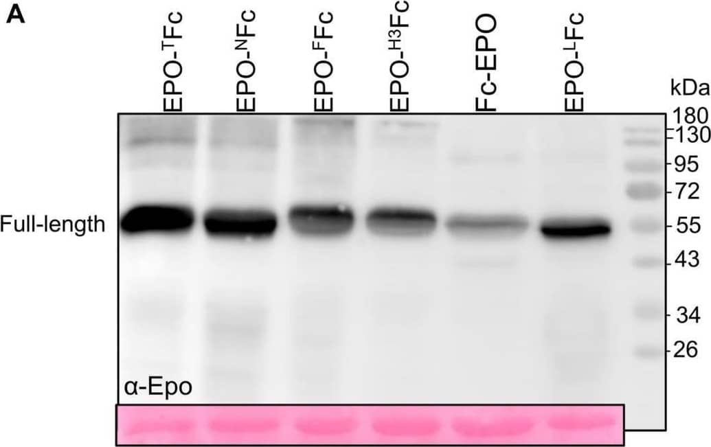 Analysis of the expression of EPO-IgG1 variants. Total soluble protein (TSP) extracts from N. benthamiana  delta XTFT leaves expressing different EPO-Fc variants were analyzed by immunoblotting at 5 days post-infiltration (dpi) using (A) anti-EPO and (B) anti-hIgG antibodies. (C) EPO-Fc variants purified out of TSP with protein A were stained with Coomassie Brilliant Blue under reducing conditions (CBB). (D) Oligomerization of EPO-Fc variants was evaluated in 8% native PAGE of TSP non-reducing samples. Ponceau staining shows similar amounts of protein loaded. Protein size markers are shown in kilo Dalton (kDa). Image collected and cropped by CiteAb from the following open publication (//pubmed.ncbi.nlm.nih.gov/34305971), licensed under a CC-BY license. Not internally tested by R&D Systems.
