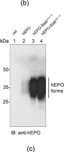 The effect of STABILON derivatives on the accumulation of hEPO in mammalian cells. (a) hEPO (lane 2), hEPO-StabDm1−15 (lane 3), hEPO-StabDm1−13 (lane 4), hEPO-StabDm1−10 (lane 5), hEPO-StabDm1−9 (lane 6), hEPO-StabDm1−8 (lane 7), hEPO-StabDm8−10 (lane 8), hEPO-StabDm8−11 (lane 9), hEPO-StabDm8−12 (lane 10), hEPO-StabDm1−7 (lane 11), hEPO-StabDm1−5 (lane 12), hEPO-StabDm1−3 (lane 13), hEPO-StabDm1−13-KR (lane 14), hEPO-StabDm1−13-KA (lane 15) and hEPO-StabDm1−13-DA (lane 16) transgenes in stably transfected CHO-K1 cells were induced by doxycycline-treatment for 24 h, respectively. The intracellular accumulation of hEPO derivatives was analyzed in total cell extracts by Western blotting using anti-hEPO monoclonal antibody.  alpha Tubulin served as loading control. The lower diagram shows the amino acid positions and composition of the STABILON derivatives fused to hEPO. (b) hEPO (lane 2), hEPO-StabDm1-13 (lane 3) or hEPO-StabHs1–13 (lane 4) were expressed in stably transfected CHO-K1 cells by doxycycline-treatment for 24 h. Accumulation of hEPO derivatives was analyzed in total cell extracts by Western blotting using anti-hEPO monoclonal antibody. Protein extracts of CHO-K1 cells serve as control (lane 1). (c) Stably transfected CHO-K1 cells carrying the hEPO (lane 2), hEPO-StabDm1−13 (lane 3) and hEPO-StabHs1−13 (lane 4) genes were induced by doxycycline for 24 h. hEPO derivatives secreted into the tissue culture medium were analyzed by Western blotting with anti-hEPO monoclonal antibody. Tissue culture medium of CHO-K1 cells served as control (lane 1). Image collected and cropped by CiteAb from the following open publication (//pubmed.ncbi.nlm.nih.gov/35897744), licensed under a CC-BY license. Not internally tested by R&D Systems.