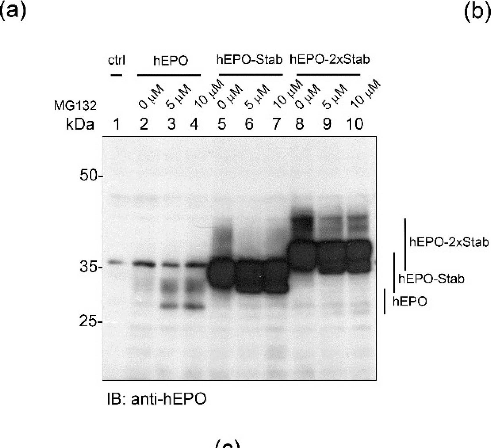 STABILON significantly boosts the intracellular and secreted levels of hEPO in mammalian cells. (a) Stably transfected CHO-K1 cells expressing hEPO (lane 2), hEPO-Stab (lane 3) or hEPO-2 × Stab (lane 4) proteins were induced by doxycycline treatment for 24 h. Lane 1 is the control nontransfected cell. Total cell extracts were fractionated on SDS-PAGE. Expression of hEPO derivatives (unmodified and glycosylated forms, Form I–III) was analyzed by immunoblotting using anti-hEPO monoclonal antibody. Coomassie-stained gel shows the protein loading (left panel). (b) 10 µL of cell culture medium of doxycycline-induced control (lane 1), hEPO (lane 2) or hEPO-Stab (lane 3) expressing stably transfected CHO-K1 cells were fractionated on SDS-PAGE. Secreted hEPO glycosylated species (Form III) were analyzed by immunoblotting. Coomassie-stained gel serves as loading control (left panel). Asterisk labels the extremely abundant serum albumin present in the medium. (c) Stable transfected CHO-K1 cells expressing hEPO, hEPO-Stab or hEPO-2 × Stab were induced with doxycycline treatment for 5 h, then continued for an additional 5 h in the presence of 0 μM (lanes 2, 5 and 8), 5 μM (lanes 3, 6 and 9) and 10 μM (lanes 4, 7 and 10) of MG132. Accumulation of hEPO derivatives was analyzed in total cell extracts by immunoblotting. Protein extracts of CHO-K1 cells served as control (lane 1). Image collected and cropped by CiteAb from the following open publication (//pubmed.ncbi.nlm.nih.gov/35897744), licensed under a CC-BY license. Not internally tested by R&D Systems.