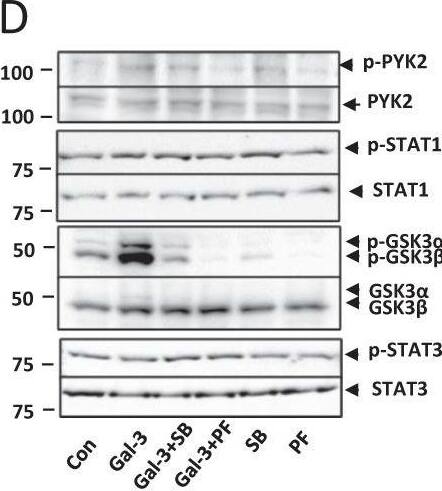 Galectin-3 expression induces activation of PYK2, STAT1 and GSK3 alpha / beta  signalling. Expression of 37 protein kinases in SW620 cells in response to 10 µg/ml galectin-3 or BSA for 0.5 h was assessed by Proteome Profiler Human Phospho-Kinase Array (A, Percentage changes of the kinases in cell response to galectin-3 in comparison to control are shown at the bottom panel). The presence of galectin-3 increases the phosphorylation of PYK2, GSK3 alpha / beta , and STAT1 and decreases phosphorylation of STAT3. SW620 cells treated with 10 µg/ml galectin-3 for different times were assessed by immunoblotting using antibodies against p-PYK2, p-STAT-1, p-GSK3 alpha / beta  or p-STAT-3 (B). The blots were striped and reprobed with antibodies against PYK2, STAT-1, GSK3 alpha / beta  or STAT-3. The band density was quantified and expressed as percentages of phospho-/non-phosphorylated proteins (C). In D and E, SW620 cells were treated with 10 µg/ml galectin-3 or BSA followed by introduction of GSK3 alpha / beta  inhibitor SB 216763 (SB) or PKY2 inhibitor PF-431396 (PF) for 15 min and the levels of phosphorylated PYK2, STAT-1, GSK3 alpha / beta  or STAT-3 were analysed by immunoblotting. The blots were striped and reprobed with antibodies against PYK2, STAT-1, GSK3 alpha / beta  or STAT-3. The densities of the blots from three independent experiments were quantified and are expressed as the percentage of phosphorylated/non-phosphorylated levels of each protein. ***P < 0.001, **P < 0.01, *P < 0.05 (ANOVA). Image collected and cropped by CiteAb from the following open publication (//pubmed.ncbi.nlm.nih.gov/37055381), licensed under a CC-BY license. Not internally tested by R&D Systems.