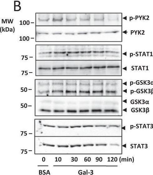 Galectin-3 expression induces activation of PYK2, STAT1 and GSK3 alpha / beta  signalling. Expression of 37 protein kinases in SW620 cells in response to 10 µg/ml galectin-3 or BSA for 0.5 h was assessed by Proteome Profiler Human Phospho-Kinase Array (A, Percentage changes of the kinases in cell response to galectin-3 in comparison to control are shown at the bottom panel). The presence of galectin-3 increases the phosphorylation of PYK2, GSK3 alpha / beta , and STAT1 and decreases phosphorylation of STAT3. SW620 cells treated with 10 µg/ml galectin-3 for different times were assessed by immunoblotting using antibodies against p-PYK2, p-STAT-1, p-GSK3 alpha / beta  or p-STAT-3 (B). The blots were striped and reprobed with antibodies against PYK2, STAT-1, GSK3 alpha / beta  or STAT-3. The band density was quantified and expressed as percentages of phospho-/non-phosphorylated proteins (C). In D and E, SW620 cells were treated with 10 µg/ml galectin-3 or BSA followed by introduction of GSK3 alpha / beta  inhibitor SB 216763 (SB) or PKY2 inhibitor PF-431396 (PF) for 15 min and the levels of phosphorylated PYK2, STAT-1, GSK3 alpha / beta  or STAT-3 were analysed by immunoblotting. The blots were striped and reprobed with antibodies against PYK2, STAT-1, GSK3 alpha / beta  or STAT-3. The densities of the blots from three independent experiments were quantified and are expressed as the percentage of phosphorylated/non-phosphorylated levels of each protein. ***P < 0.001, **P < 0.01, *P < 0.05 (ANOVA). Image collected and cropped by CiteAb from the following open publication (//pubmed.ncbi.nlm.nih.gov/37055381), licensed under a CC-BY license. Not internally tested by R&D Systems.